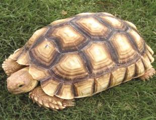 Talks start to bring war veteran turtle to Turkey