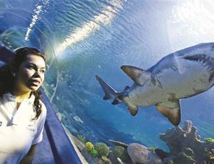 Istanbul Aquarium gives holiday gift to children