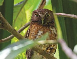 New species found in islands of Philippines