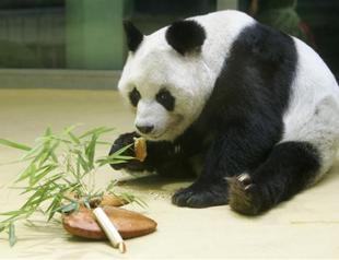 Berlin zoo’s panda Bao Bao dies