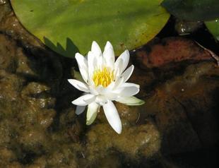 Picking flowers set to net jail time