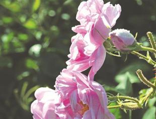 Perfume giants have their eyes on Isparta, the center of roses,