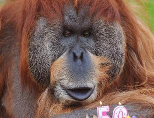 Oldest zoo orangutan celebrates its 50th birthday