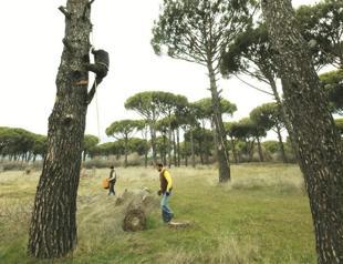 Yukarıbey village works to collect all pinecones