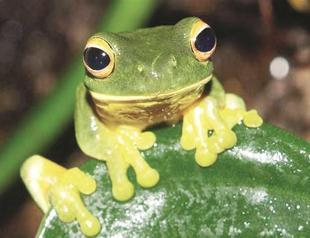 Amazon forest species face extinction danger