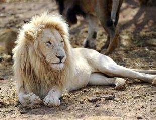 British police investigate lion sighting
