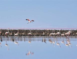 Flamingos flock to Tuz