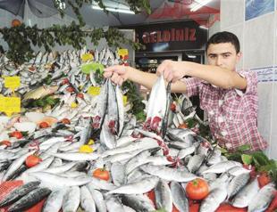 Fruitful bonito season comes with debate over fishing depth