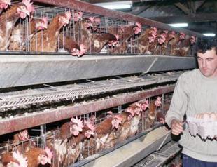 Arbil postpones code on poultry product imports