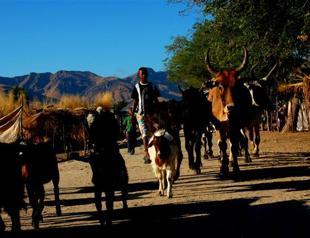 More than 60 cattle thieves killed by Madagascar villagers