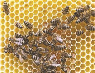 ‘Invertebrates like worms, bees under threat of extinction’