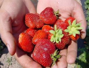 Organic products not healthier than others