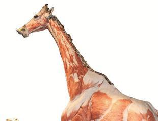 Original bodies go on display in Ankara