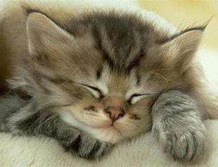 US museum cat video fest a purr-fect viewing