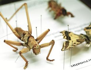 Museum aims to raise awareness of insects