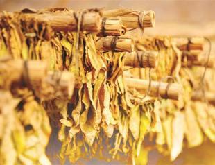 Turks smoke less, official statistics show