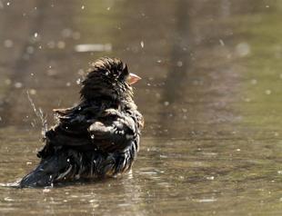 Birds have concept of death, hold funeral
