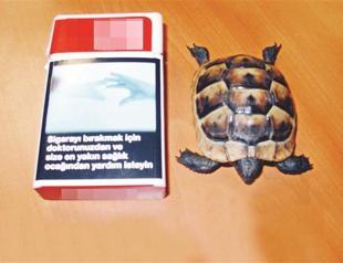 Tortoise in cigarette package
