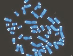 DNA study leads map to genetic diseases