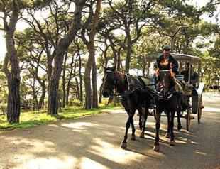 Island horses need municipal attention