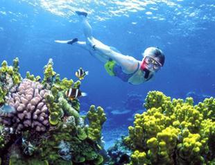 Report: ’Time is running out’ for Caribbean coral