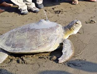 Sea turtle to be tracked with satellite