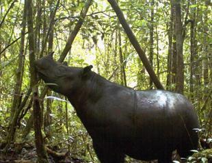 Seven rare rhinos photographed in western Indonesia