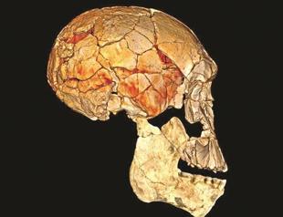 Early man was not alone, a study says