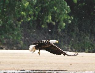 Protected wildlife areas expand to Russia’s size