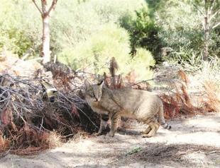 Turkey’s jungle cat population identified