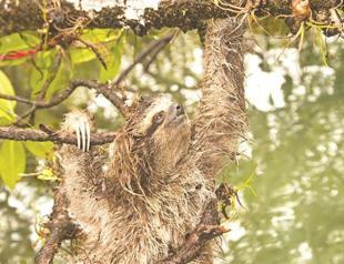 Conservaton experts reveal 100 most threatened species