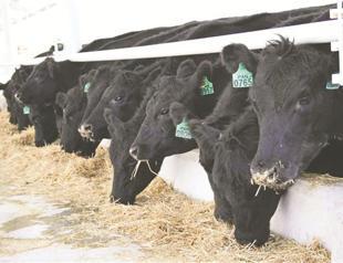 Bulls from Australia headed to Turkey