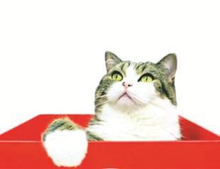 Maru now starring in a Japanese commercial