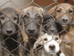 New law fails to please animal welfare groups