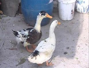 Man rapes duck in Turkish village