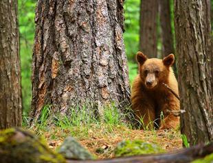 Bear attack victim families compensated after PKK defense