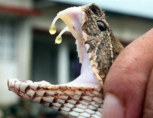 Nepali man bites cobra snake to death in revenge attack