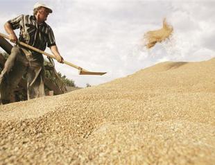 Russia cuts forecast on grain to 75 mln tons
