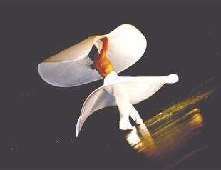 Sinopale discovers art creation