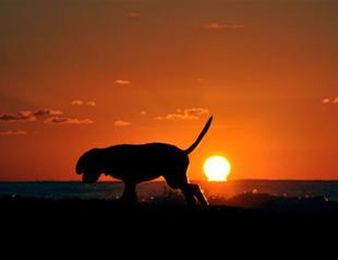 Residents sign petition to kick out man caught raping dog