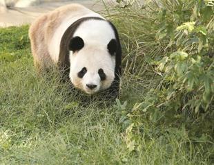 Panda cub not crushed by mother, zoo reports