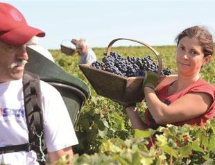 Crisis-hit European countries taste wrath of grapes due to bad weather