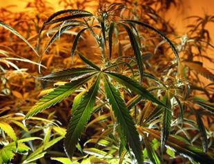 Rome police bust cannabis farm in Mussolini-era metro