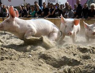 Pigs eat their farmer