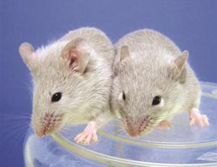 Mice learn songs in similar way to humans