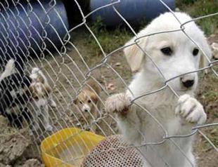 Activist set for action while government continues to back animal rights law