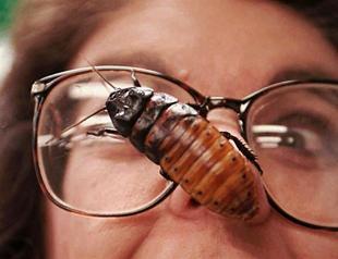 US man dies after cockroach-eating contest