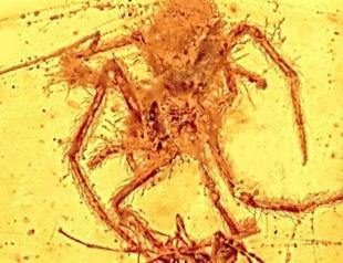 100 mln-year-old spider fossil preserved in amber
