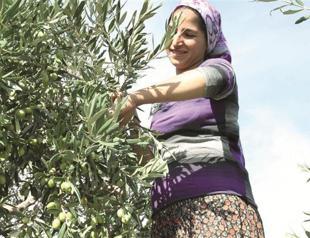 Periodicity no longer plagues olive sector