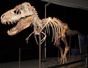 Dinosaur thief arrested in Florida